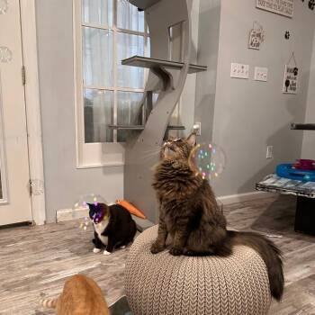 Loki -  Domestic Long Hair Cat for Adoption in Greensburg, Pennsylvania - Loki | PetCurious