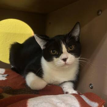 Buldak -  Domestic Short Hair Cat for Adoption in Fresno, California - Buldak | PetCurious