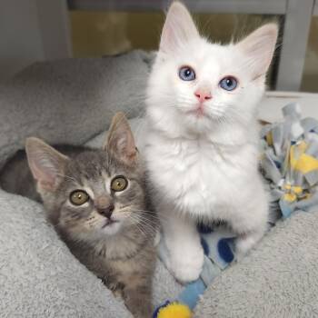 Marshmallow & Kyle -  Domestic Medium Hair Cat for Adoption in Marshfield, Wisconsin - Marshmallow & Kyle | PetCurious