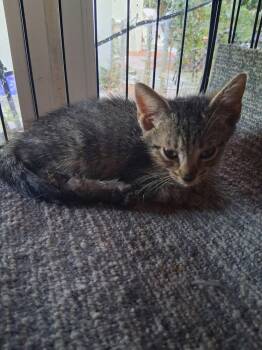 Hayden -  Domestic Short Hair Cat for Adoption in Hudson, New Hampshire - Hayden | PetCurious