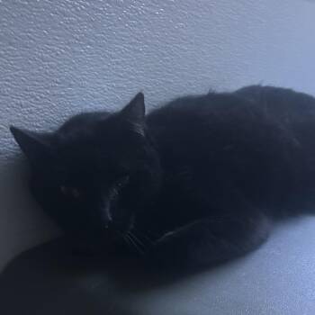 Anchor -  Domestic Short Hair Cat for Adoption in Yuma, Arizona - Anchor | PetCurious