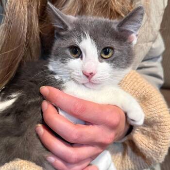 Domestic Short Hair Cats Available for Adoption in Meriden, Connecticut - Sullivan | PetCurious