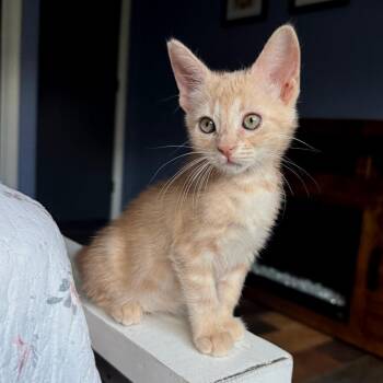 Lumina -  Domestic Short Hair Cat for Adoption in Wichita, Kansas - Lumina | PetCurious