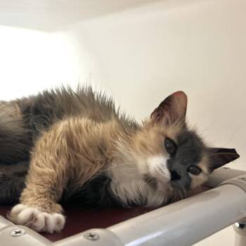 Domestic Long Hair Cats Available for Adoption in Harrisonburg, Virginia - Sandra | PetCurious