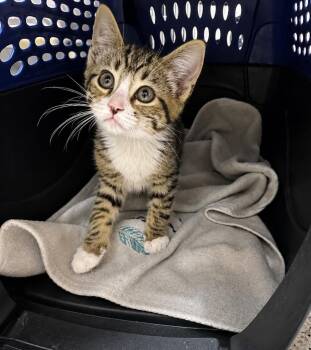 Plyos -  Domestic Short Hair Cat for Adoption in Fort Lupton, Colorado - Plyos | PetCurious
