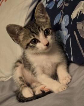 Rescue Domestic Medium Hair and Tabby Cats for Adoption in Liverpool, Texas - Coraline | PetCurious