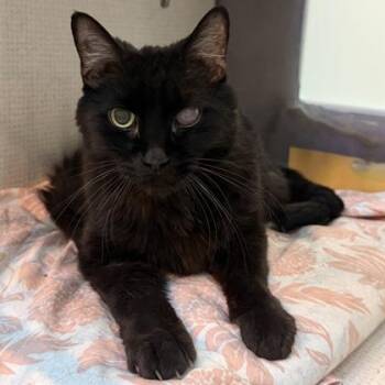 Salem -  Domestic Medium Hair Cat for Adoption in Richmond, Virginia - Salem | PetCurious