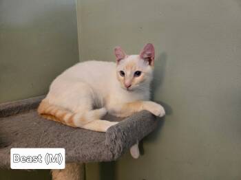 Siamese Cats Available for Adoption in Broken Arrow, Oklahoma - Beast | PetCurious
