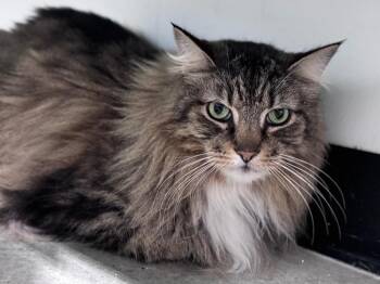 Cornish Rex Cats Available for Adoption - Brioche | PetCurious