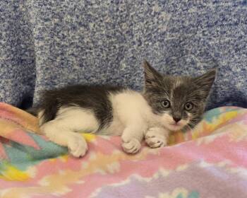 Henry -  Domestic Short Hair Cat for Adoption in Dickson, Tennessee - Henry | PetCurious