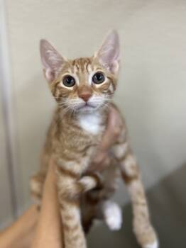 Rescue Domestic Short Hair Cats for Adoption in Honolulu, Hawaii - Simon | PetCurious