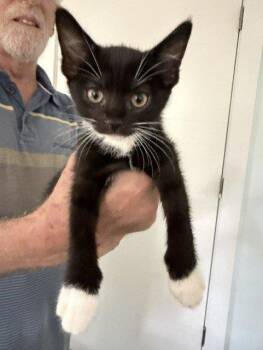 Frankie -  Domestic Short Hair Cat for Adoption in Raleigh, North Carolina - Frankie | PetCurious