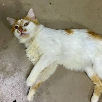 Wally -  Domestic Medium Hair Cat for Adoption in Knoxville, Tennessee - Wally | PetCurious