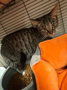 Pinecone -  Domestic Short Hair Cat for Adoption in Blountville, Tennessee - Pinecone | PetCurious