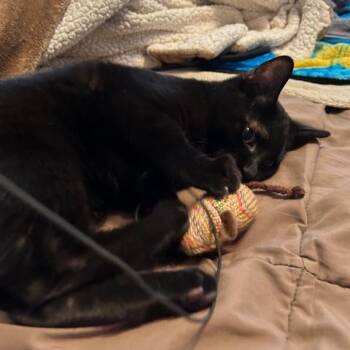 Domestic Short Hair Cats Available for Adoption - Spencer | PetCurious