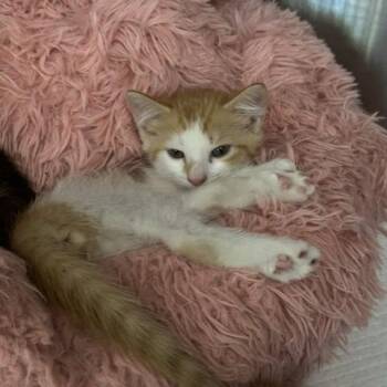 Domestic Short Hair Cats Available for Adoption in Clearwater, Florida - Marigold | PetCurious
