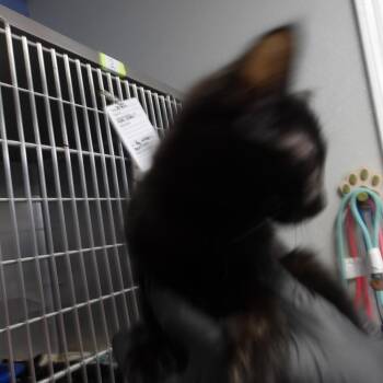 Drexel(FKA Kit 2) -  Domestic Short Hair Cat for Adoption in Marble, North Carolina - Drexel(FKA Kit 2) | PetCurious
