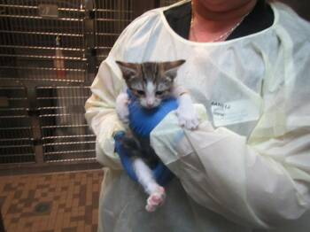 ODELL -  Domestic Short Hair Cat for Adoption in Santa Rosa, California - ODELL | PetCurious