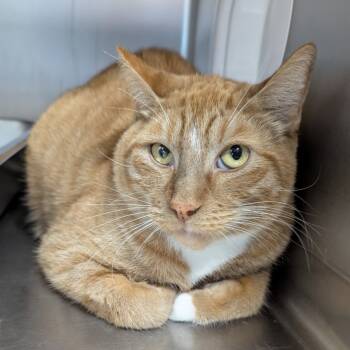 Rescue Domestic Short Hair Cats for Adoption in Aberdeen, Washington - Garfield | PetCurious
