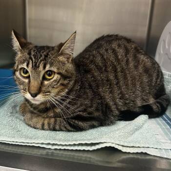 Ryley -  Domestic Short Hair Cat for Adoption in Warrensburg, Missouri - Ryley | PetCurious