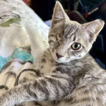 Polythemus -  Domestic Short Hair Cat for Adoption in Clayton, California - Polythemus | PetCurious