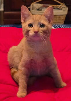 Rescue Domestic Short Hair Cats for Adoption in Oviedo, Florida - Blaze | PetCurious