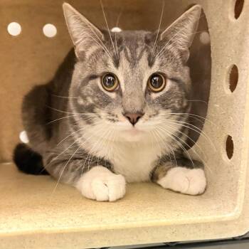 Domestic Short Hair Cats Available for Adoption in Philadelphia, Pennsylvania - Kishibe | PetCurious