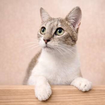 American Shorthair Cats Available for Adoption - Sophie | PetCurious