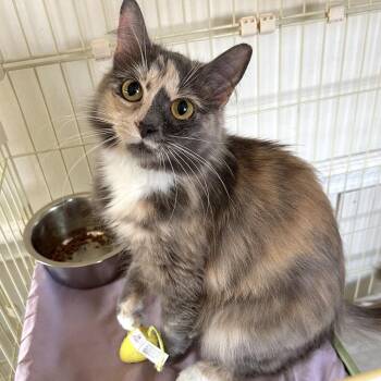 Domestic Medium Hair Cats Available for Adoption in Johnson City, Tennessee - Lyla | PetCurious