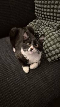 Domestic Short Hair Cats Available for Adoption in Dallas, Texas - Maximillian | PetCurious