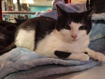 TURBO -  Domestic Short Hair Cat for Adoption in Doral, Florida - TURBO | PetCurious