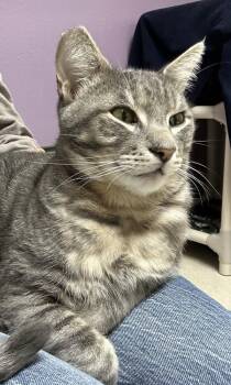 The Boy Upstairs -  Domestic Short Hair Cat for Adoption in Sherwood, Oregon - The Boy Upstairs | PetCurious