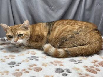 Rescue Domestic Short Hair Cats for Adoption in Grovetown, Georgia - LUCKY | PetCurious