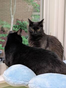 Venus and Pippin -  Domestic Medium Hair Cat for Adoption in Fairfax, Virginia - Venus And Pippin | PetCurious
