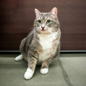 Pinker -  Domestic Short Hair Cat for Adoption in West Jordan, Utah - Pinker | PetCurious