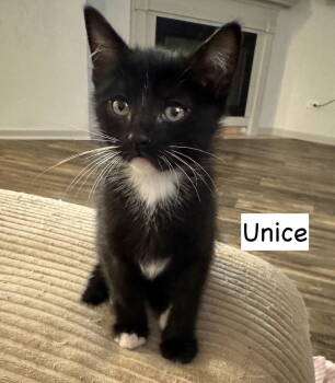 Rescue Domestic Short Hair Cats for Adoption in Gilberts, Illinois - Cat-Unice | PetCurious