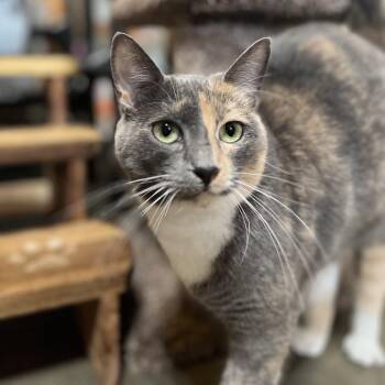 Domestic Short Hair Cats Available for Adoption in Folsom, Louisiana - Ciara | PetCurious