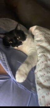 Rescue Tuxedo Cats for Adoption in Zimmerman, Minnesota - Carmey | PetCurious