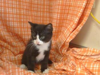 Rescue Domestic Short Hair Cats for Adoption in Sacramento, California - A904352 | PetCurious