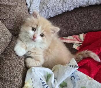 Benjamin -  Tabby Cat for Adoption in Hamilton, Ontario - Benjamin | PetCurious