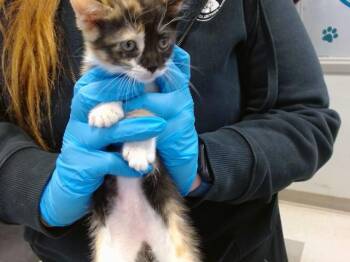 Domestic Short Hair Cats Available for Adoption in Oklahoma City, Oklahoma - A474150 | PetCurious
