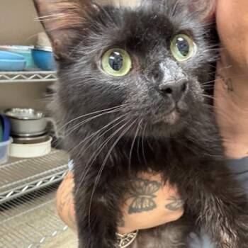 Domestic Medium Hair Cats Available for Adoption - Betsy | PetCurious