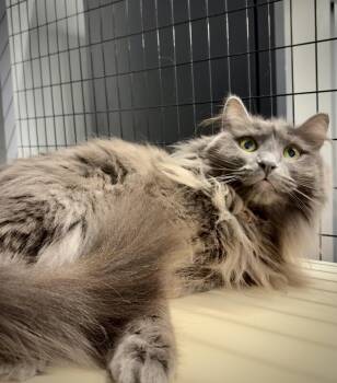 Domestic Long Hair Cats Available for Adoption in Kalamazoo, Michigan - Tillie | PetCurious