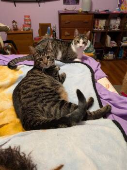 Tuna / Trout -  Domestic Short Hair Cat for Adoption in Camp Hill, Pennsylvania - Tuna / Trout | PetCurious