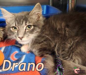 Drano -  Maine Coon and Domestic Long Hair Cat for Adoption in Douglasville, Georgia - Drano | PetCurious