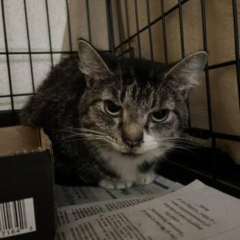 Chalet -  Domestic Short Hair Cat for Adoption in Lyndhurst, Virginia - Chalet | PetCurious