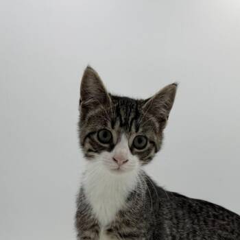 Fashion Bug -  Domestic Short Hair Cat for Adoption in State College, Pennsylvania - Fashion Bug | PetCurious