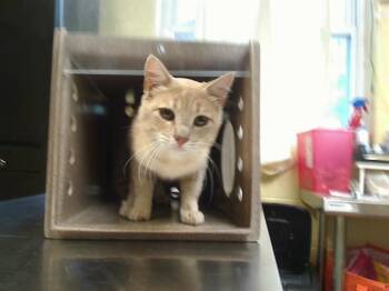 Domestic Short Hair Cats Available for Adoption in Cookeville, Tennessee - MR BUTTONS | PetCurious