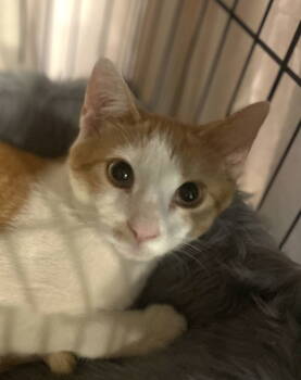 Rescue Domestic Short Hair Cats for Adoption in Spring City, Pennsylvania - Stitch | PetCurious