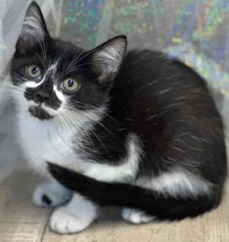 Nutmeg -  Domestic Short Hair Cat for Adoption in Shreveport, Louisiana - Nutmeg | PetCurious
